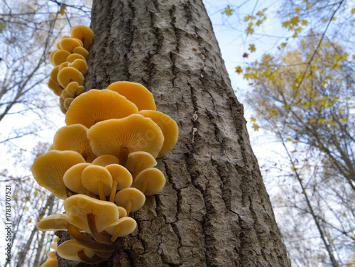 Mushrooms, growing on a tree trunk in the autumn forest.