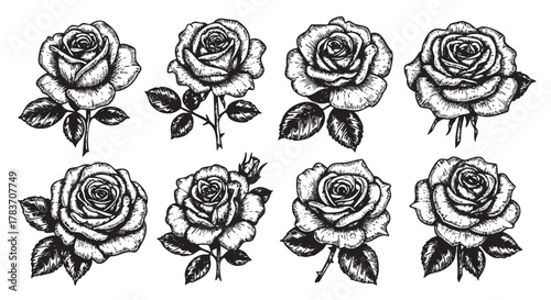Eight detailed monochrome drawings of blooming roses with leaves, showcasing various stages and angles of growth in a classic style.