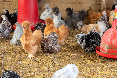 A group of Pekin Bantam chickens foraging on gravel in a backyard garden surrounded by colorful autumn foliage. These small ornamental chickens are admired for their fluffy plumage, feathered feet, an