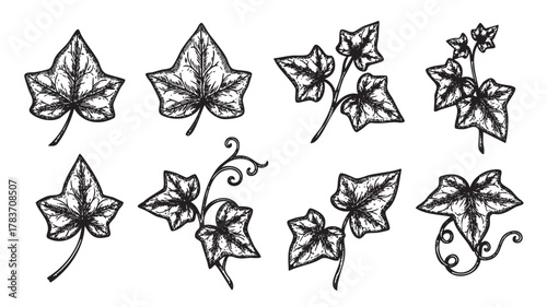 Black outline vector illustration of various ivy leaves and vines in intricate detail, showcasing different shapes and curling tendrils.