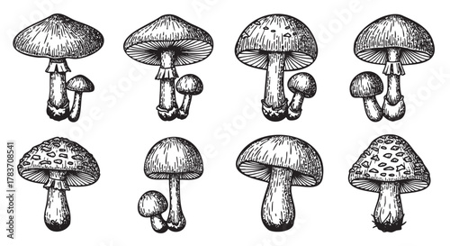 Hand-drawn black and white illustrations of various mushroom species showing detailed textures and distinct shapes.
