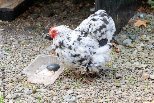 close up of Pekin Bantam or Cochin Bantam cute fluffy chicken is eating rice in a plastic container.