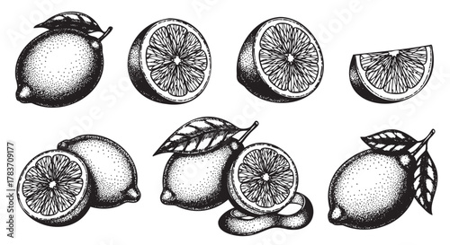 Detailed black and white drawings of whole lemons, sliced lemons, and lemons with leaves and stems, showing intricate textures and shading.