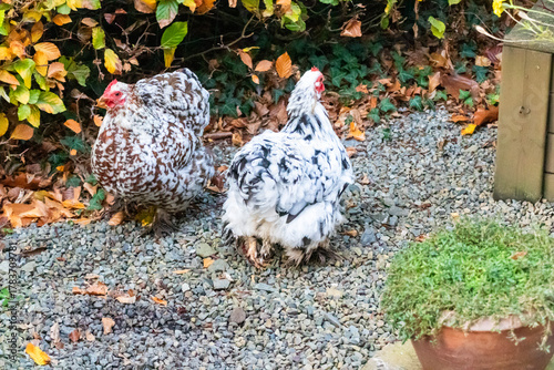 Pair of Pekin Bantam chickens foraging in a backyard garden during autumn.