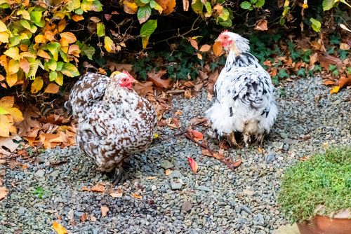 Pair of Pekin Bantam chickens foraging in a backyard garden during autumn.