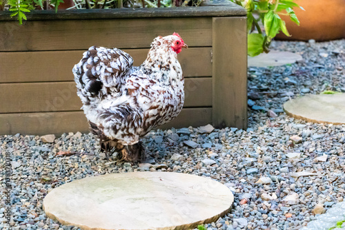 close up of Pekin Bantam or Cochin Bantam cute fluffy chicken is walking in a garden.
