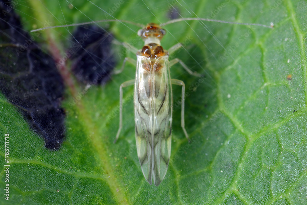 Φωτογραφία Graphopsocus cruciatus is a species of Psocoptera, commonly known as booklice, barklice or barkflies from Stenopsocidae family