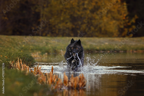 black wolfdog, yellow eyes, running through water, splashing water, dynamic, motion, full-body portrait, wildlife photography, autumn, wilderness, natural light, golden hour, river, powerful, photo-re