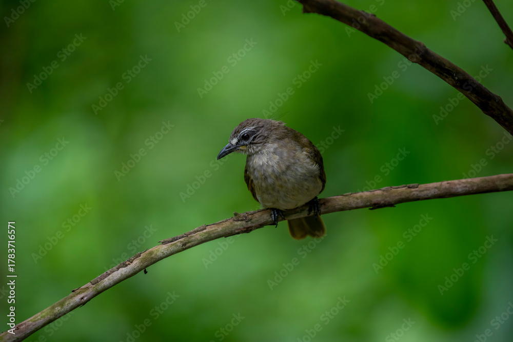 Fototapeta premium white-browed bulbul is a plain olive-brown bird with whitish underparts, a distinctive white 