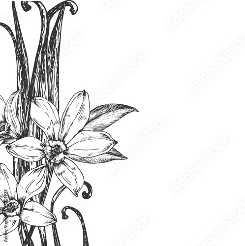 Vanilla hand-drawn vector illustration. Black and white frame with flowers, pods isolated on a white background. Design elements for packaging of desserts, spices, and essential oils.