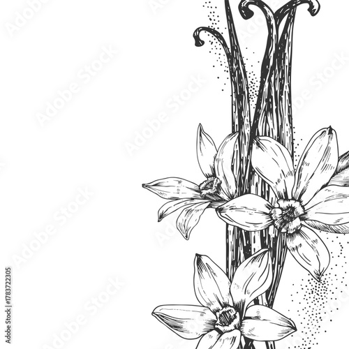 Vanilla hand-drawn vector illustration. Black and white frame with flowers, pods isolated on a white background. Design elements for packaging of desserts, spices, and essential oils.