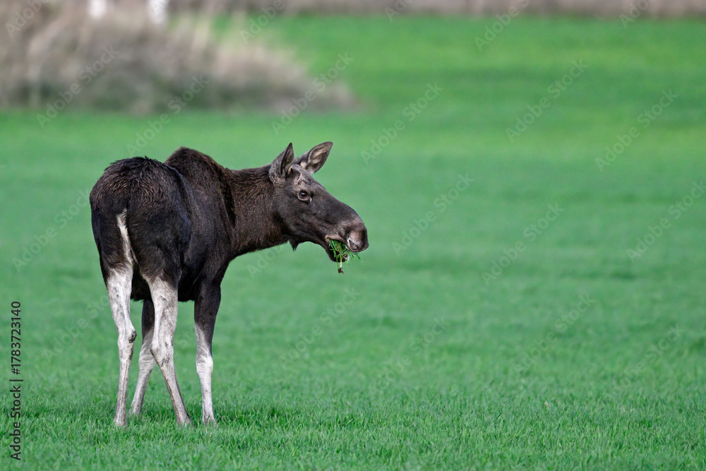 Naklejka premium Moose grazing at dusk