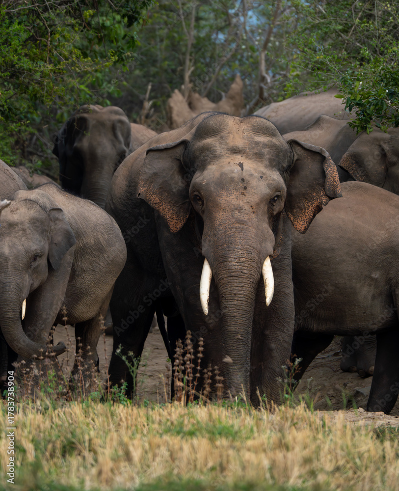 Fototapeta premium Majestic tusker leading his elephant herd