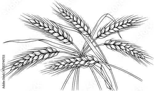 wheat ears sketch