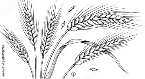 wheat ears sketch