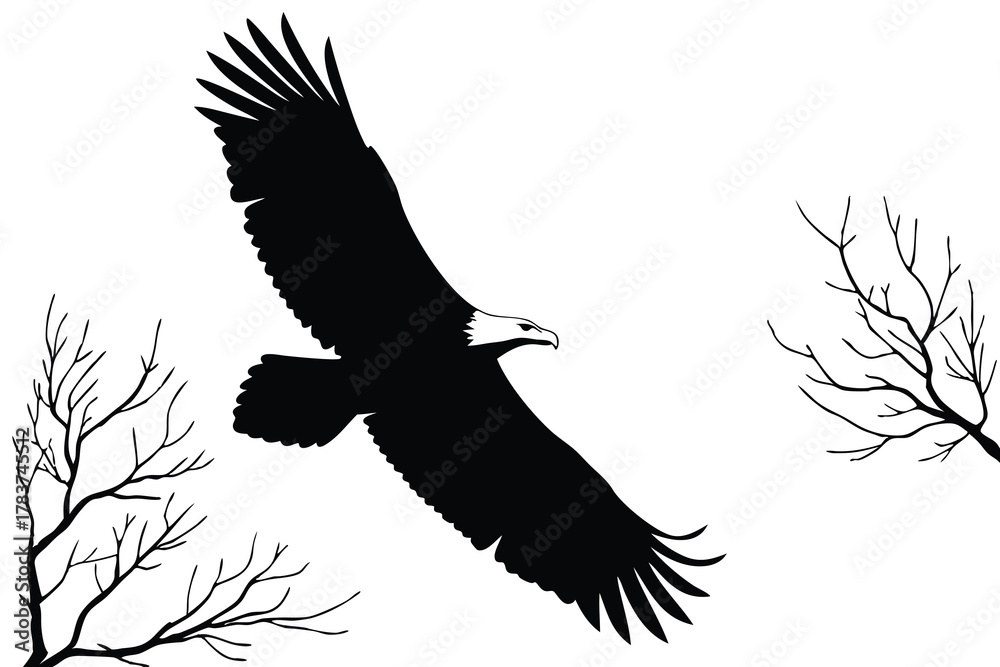 Fototapeta premium Silhouette of a Bald Eagle in Flight with Bare Tree Branches bird flying