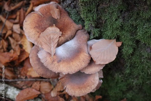 фотографія a Group of Honey fungus in Autumn
