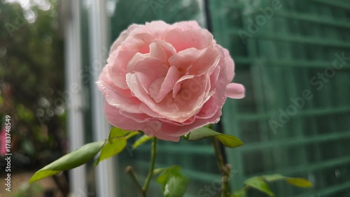 pink ROSE on a green background