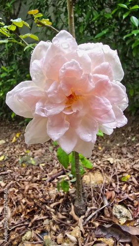 pink and white rose
