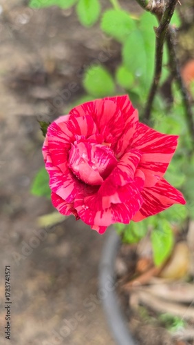red poppy flower
