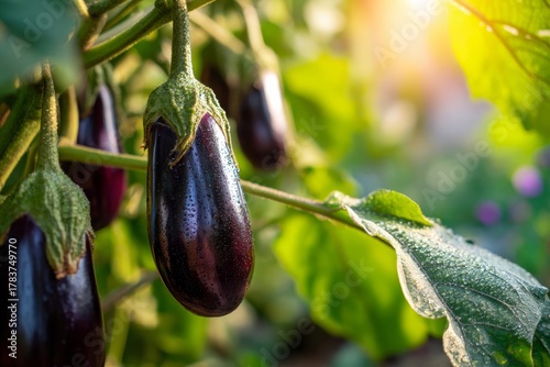 Fresh ripe eggplants covered in morning dew, growing organically in a sunny garden.