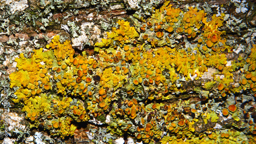 Photos Xanthoria parietina, with apothecia