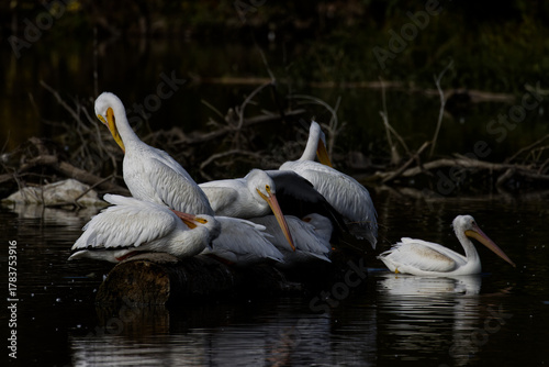 White American pelican