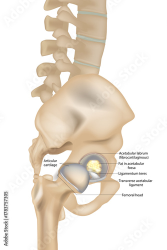 Medical illustration showing the anatomy of the human hip joint in detailed cross-section. Labeled structures such as the femoral head, articular cartilage, acetabular labrum, acetabular ligament

