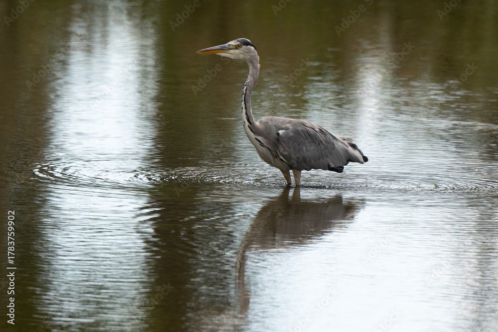 Naklejka premium Héron cendré, Ardea cinerea, Grey Heron