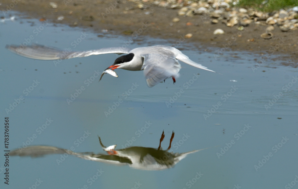 Obraz premium Sterne pierregarin, Sterna hirundo, Common Tern,