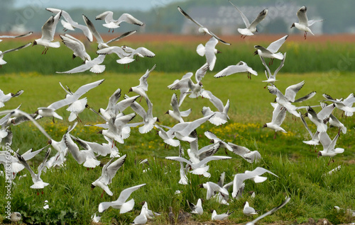 Mouette rieuse,Chroicocephalus ridibundus, Black headed Gull