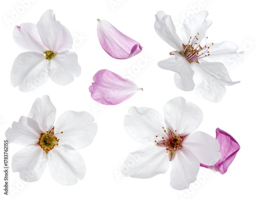 Delicate isolated blossoms with soft white petals and pink accents against a pristine white background
