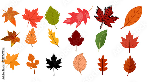 Colorful Autumn Leaf Illustrations. Mixed fall foliage set. Perfect for seasonal designs.