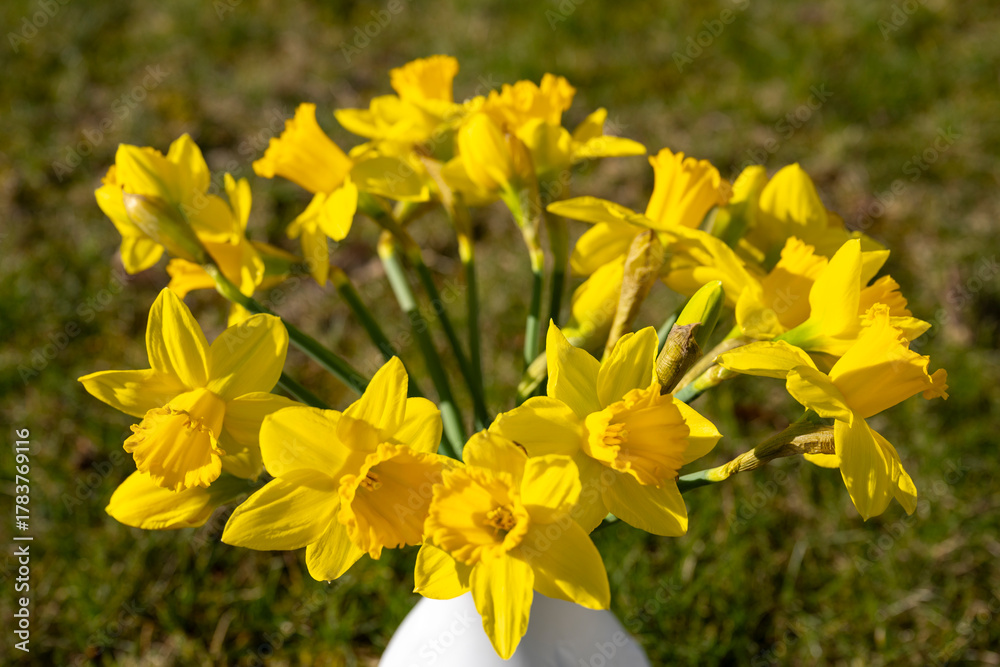 Fototapeta premium Blumenvase mit Strauß Narzissen, Narcissus