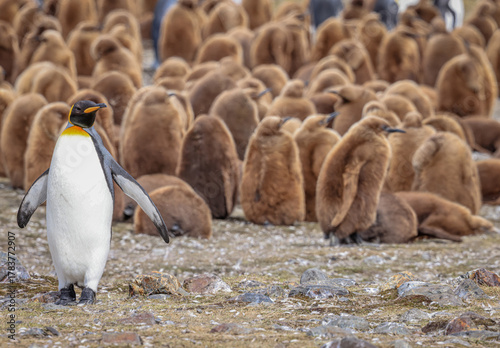  King Penguin and a colony of chicks (Aptenodytes patagonicus), Fortuna Bay, South Georgia	
