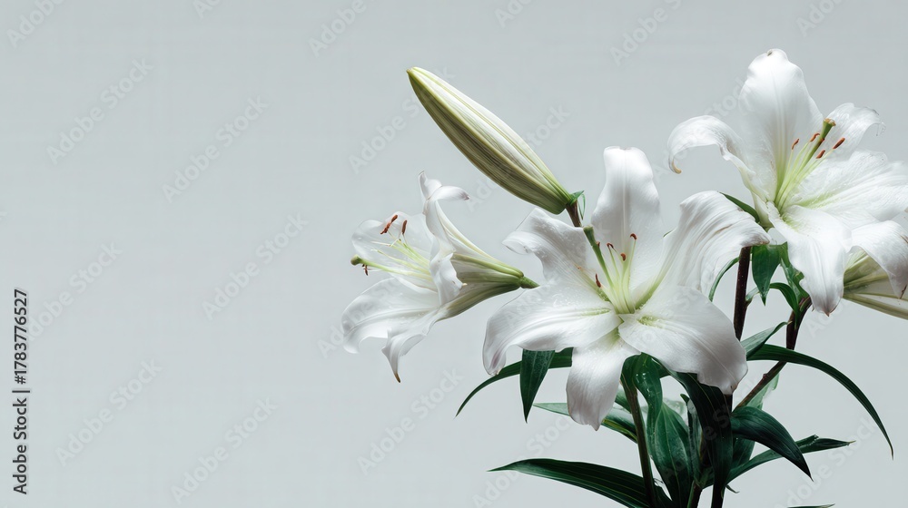 Fototapeta premium A white flower arrangement with four flowers on a white background.