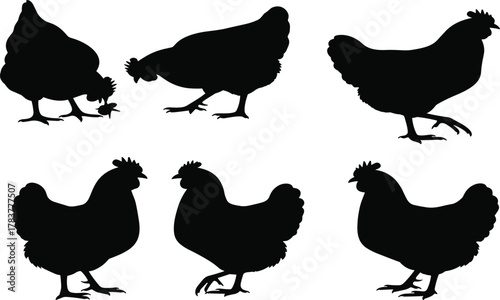 Chicken silhouettes collection, farm poultry vector illustration, black animal shapes in different postures, design elements for agriculture, food, village, nature themes