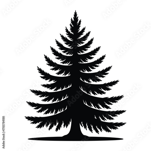 A silhouette of a coniferous evergreen tree stands tall against a white background.