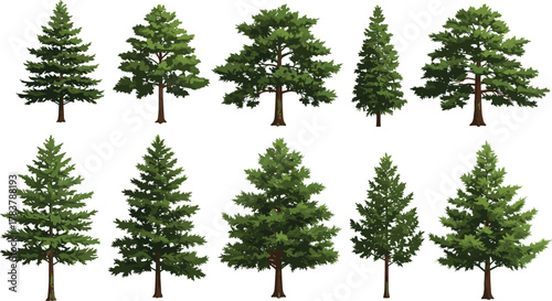 Coniferous trees illustration, evergreen forest elements, pine tree collection, botanical foliage set, nature landscape design, green tree silhouettes, vector art
