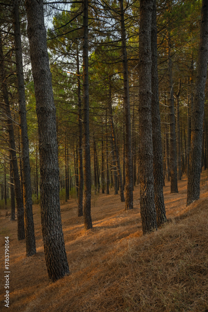 Obraz premium Close-up of the forest floor covered with brown pinecones among pine needles, with the rising sun creating plays of light and shadow among the trees