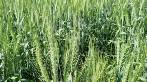 A lush, green wheat field with stalks gently swaying in the wind. The scene is set on a clear day.