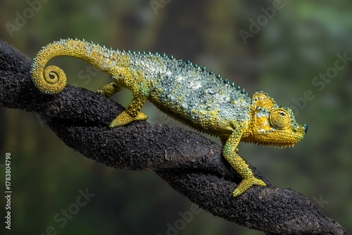 Helmeted Chameleon (Trioceros hoehnelii) is native to Eastern Africa, mainly in Kenya and Uganda.