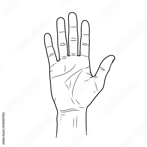 Open Human Hand Palm Silhouette — Gesture Symbol, Line Art Illustration, Anatomy Outline Design