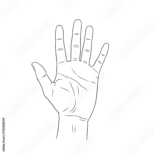 Open Human Hand Palm Silhouette — Gesture Symbol, Line Art Illustration, Anatomy Outline Design