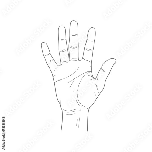 Open Human Hand Palm Silhouette — Gesture Symbol, Line Art Illustration, Anatomy Outline Design