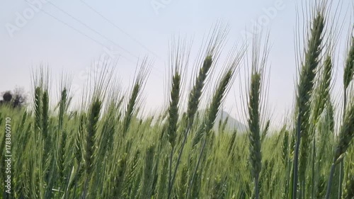 A vibrant green wheat field sways in the breeze, with tall stalks and grain heads reaching for a clear sky. Rolling hills and power lines punctuate the serene rural backdrop.