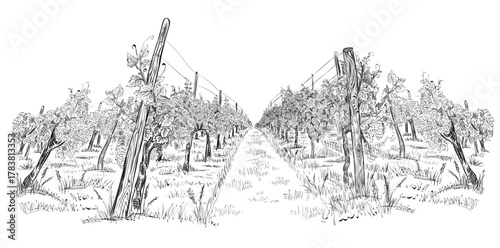 Vineyards on both sides of the road stretch to the horizon. Hand-drawn sketch of vineyards on vintage wooden supports, vector illustration isolated on a white background.