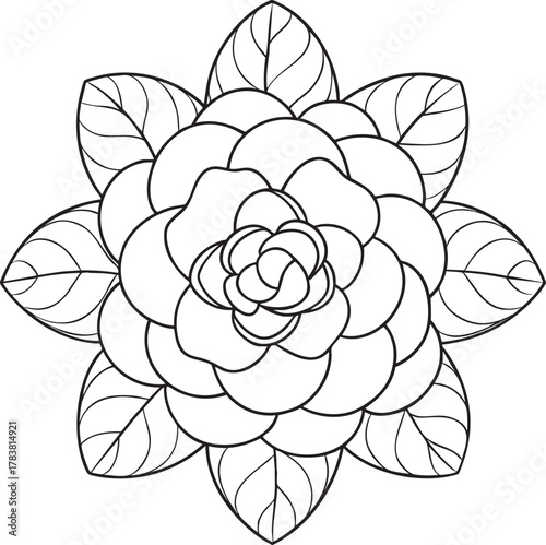Stylized camellia flower line art drawing for coloring books and floral craft