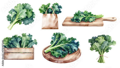 Watercolor Illustration Set of Fresh Kale Bundles on Wood