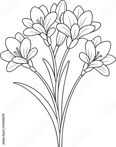 Elegant freesia flower line art illustration for coloring book and floral creative graphic project
